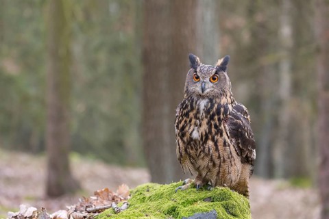 One Eurasian Eagle Owl, Bubo bubo, perched on a mossy rock. A forest in the background