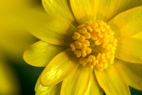Cowarwort, ficaria verna, spring scarbockweed, buttercup family, ranunculaceae, ranunculus ficaria,