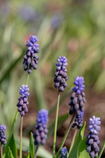Capture of delicate muscari flowers showcasing their vibrant purple blooms against a backdrop of