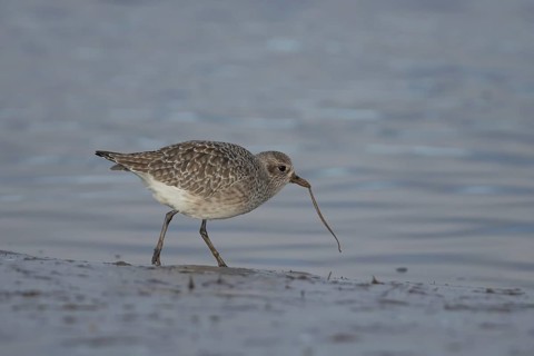 Grey plover (Pluvialis squatarola) adult wading bird in winter plumage pulling a lungworm for food