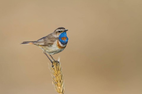 Bluethroat - Blaukehlchen - Cyanecula svecica ssp. pallidogularis, Kazakhstan, adult male