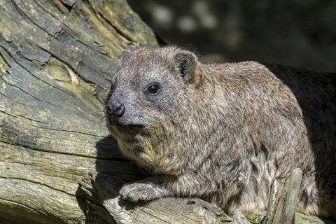 Rock hyrax (Procavia capensis), Cape hyrax, dassie sunning on tree trunk, native to Africa and the