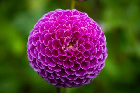 Pink ball or pompom dalhie, Inverewe Gardens, Poolewe, Loch Ewe, Highlands, Highlands, Scotland,