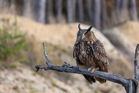 One Eurasian Eagle Owl, Bubo bubo, sitting on a branch of a dead tree. A sandy forest edge in the