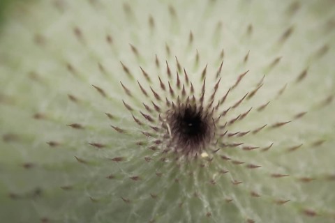 Detail of thistle (Cirsium eriophorum), pointed spines, depth of field, macro photography, nature