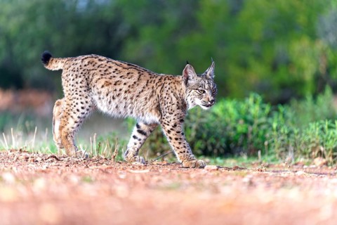 Young lynx (Lynx pardinus), Castilla-La Mancha, Spain