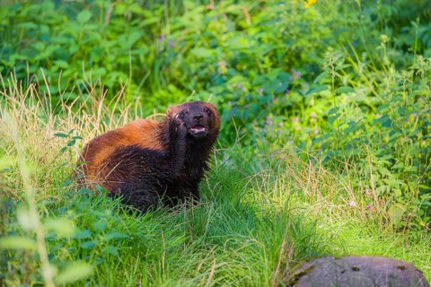 A wolverine (Gulo gulo) sits on a green meadow at a forest edge, scratching his throat with its