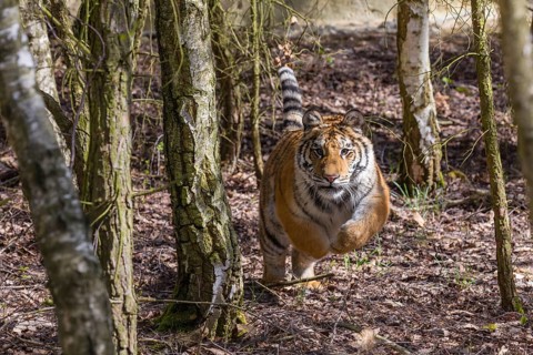 One young female Siberian Tiger, Panthera tigris altaica, walking thru a birch tree forest. Early