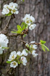 Pear, cultivated pear tree, pyrus communis, rosaceae, rose family, tree, trees, flora, high size,
