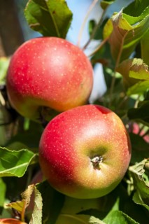 Apple orchard, fruit orchard, near moated castle on Lake Constance, Allgäu, Swabia, Bavaria,