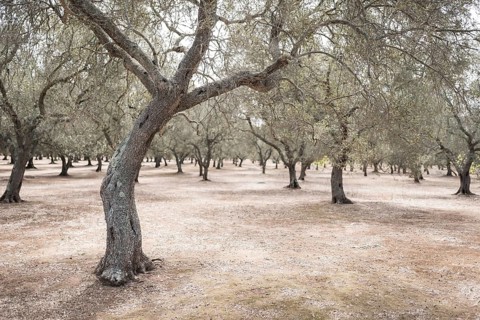Olive grove during summer day in Plugia, Italy