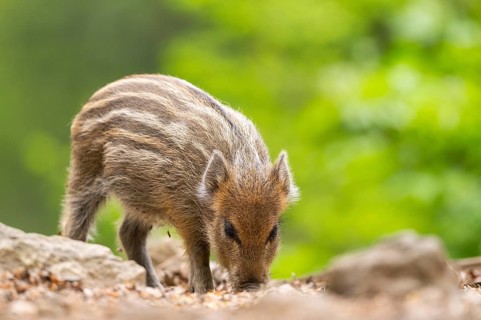 Wild boar (Sus scrofa) piglet standing in a forest, Bavaria, Germany