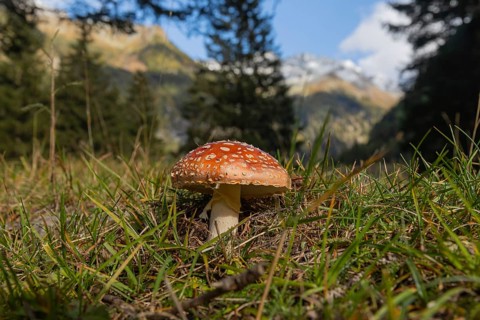 One fly agaric or fly amanita (Amanita muscaria), standing in the Seebach valley, Mallnitz,