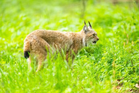 Eurasian lynx (Lynx lynx) walking through the grass, Bavaria, Germany
