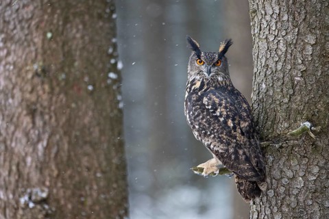Eurasian Eagle-owl (Bubo bubo), Czech Republic