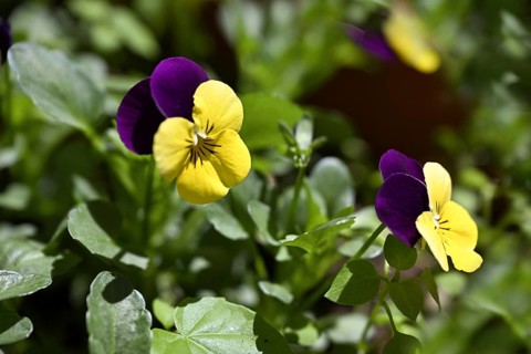 Wild pansy, pansy, girl's eye, field violet (Viola tricolor)