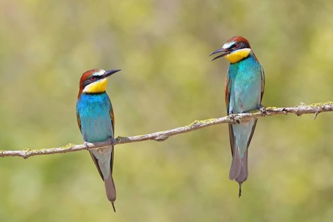 European bee-eater (Merops apiaster) two animals sitting on a branch covered with green lichen,