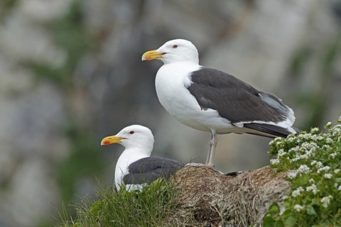 Great Black-backed Gull (Larus marinus), Finnmark, Norway
