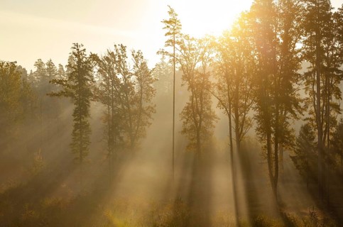 Sunrise with morning fog in the deciduous forest, Gmünd, Waldviertel, Lower Austria, Austria