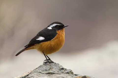 Moussier's Redstart (Phoenicurus moussieri) male, Morocco