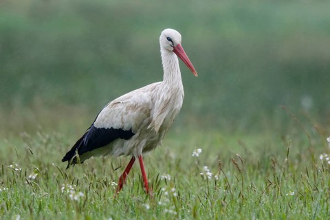White Stork (Ciconia ciconia) foraging in the rain, North Rhine-Westphalia, Germany