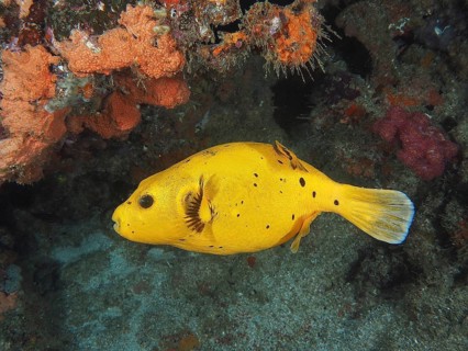 Guinea fowl pufferfish (Arothron meleagris)