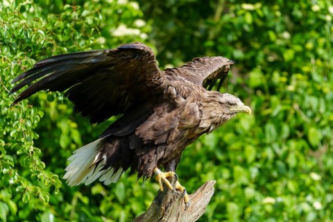 An eagle prepares for take-off while standing on a tree trunk, White-tailed Eagle (Haliaeetus