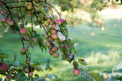 Schöner von Herrnhut, Herrnhut, German apple cultivar, Germany