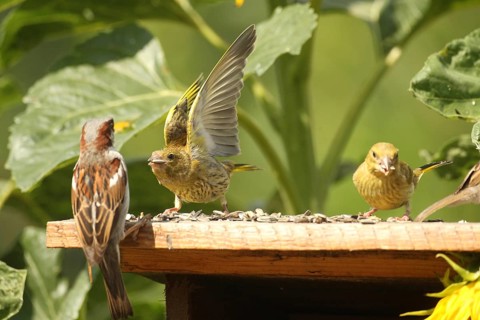 A greenling (Chloris chloris) threatens a house sparrow (Passer domesticus) at the summer bird
