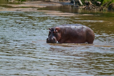 A hippopotamus stands alone in the water of a river in a tranquil natural scene, hippopotamus