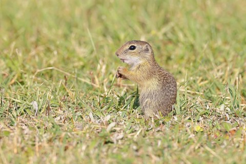 European ground squirrel (Spermophilus citellus) in a meadow, Burgenland Austria