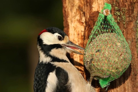 Great Spotted Woodpecker (Dendrocopos major) male, Lower Saxony, Germany