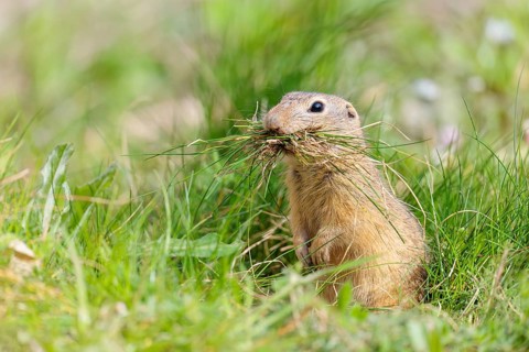 A fully grown European ground squirrel (Spermophilus citellus) carries nesting material in its
