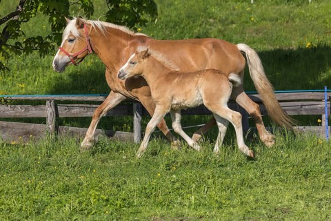 Haflinger horse, mare with foal running over a green meadow. Hafling village, South Tyrol