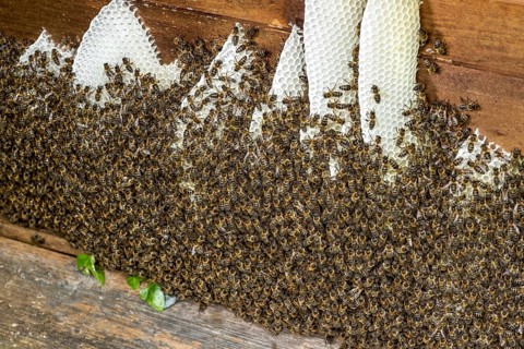 Bee colony, many bees, Western or European honey bee (Apis mellifera), wild construction of natural