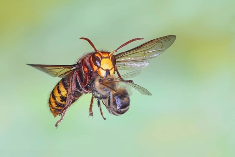 A hornet (Vespa crabro) worker carrying a captured honeybee (Apis mellifera), in flight, high-speed