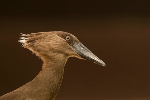 Hamerkop (Scopus umbretta), Gambia