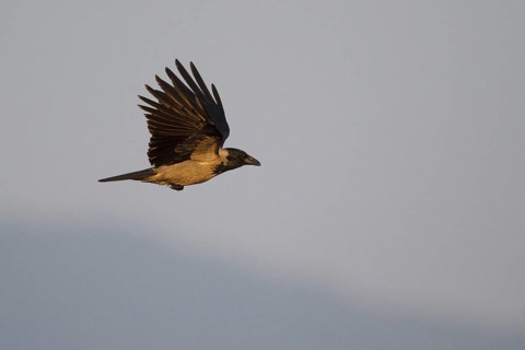 Hooded Crow (Corvus cornix) flying, Greece