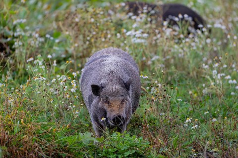 Two Minipigs, Sus scrofa domesticus, standing in a flowering meadow