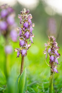 A vibrant image capturing two Himantoglossum robertianum orchids in full bloom, set against a soft,