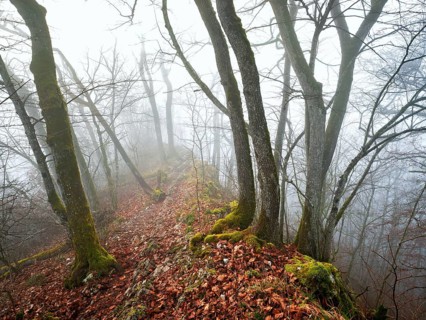 Limestone trail leads through forest covered with moss trees, Lägerngrat, Baden, Aargau Canton,