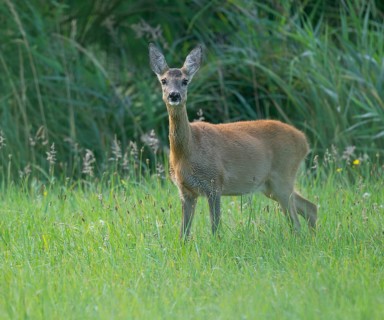 Roe deer (Capreolus capreolus), doe standing in a meadow and looking attentively, wildlife, Lower