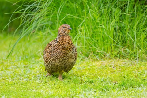 A female Black Grouse (Tetrao tetrix) stands on a green meadow