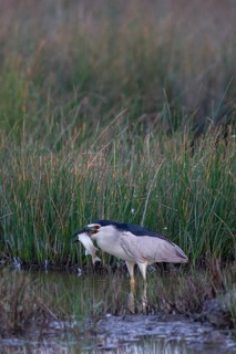 Black-crowned Night Heron (Nycticorax nycticorax) with fish prey in beak, Spain