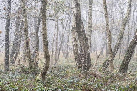 Fog in birch quarry forest (Betula pendula), Emsland, Lower Saxony, Germany