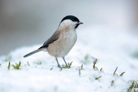 Marsh Tit (Poecile palustris), Utrecht, Netherlands