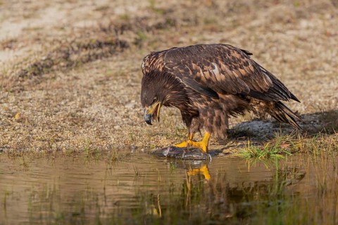 One white-tailed eagle (Haliaeetus albicilla) sitting lakeshore in early light, feeding on a common