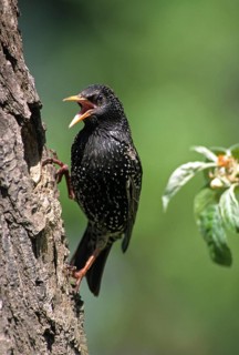 Star, Starling, Sturnus Vulgaris, Birds, Breed, Breeding, Female, Feeding, High Size, Portrait,