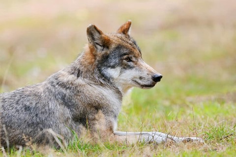 Eurasian wolf or European gray wolf (Canis lupus lupus), Germany