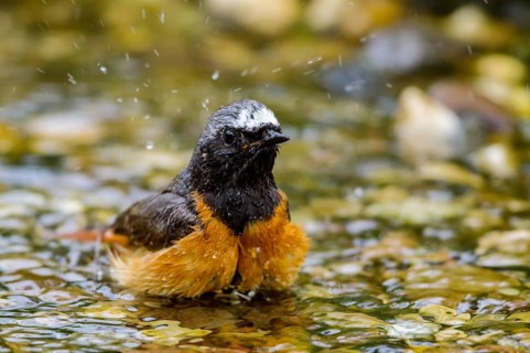Common Redstart (Phoenicurus phoenicurus) male bathing at little stream,